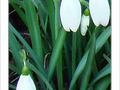 Eveil de la nature -- 22/02/08