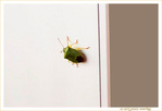 Une Punaise sur un Mur, qui picote.... :-) -- 02/11/20