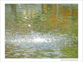 Fra�cheur estivale  -- 31/07/06