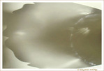 Patte de plume -- 07/06/09