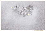 Les Feuilles s'en sont all�es -- 09/01/15