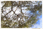 Quand les Arbres se refl�tent sous la Pluie -- 09/12/17