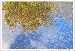 C'est Bruxelles, c'est l'Automne -- 27/11/17