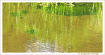 Vert dans l'eau