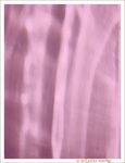Roses reflets