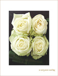 Roses blanches. Puret� et Innocence.