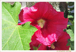 Roses timides