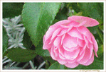 Rose d'automne