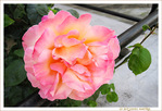 Madame la Rose