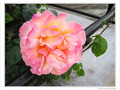 Madame la Rose -- 21/07/10