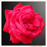 Rose pour f�te des m�res