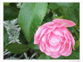 Rose d'automne -- 14/10/09