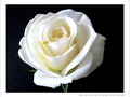 Blanche Rose -- 14/02/12