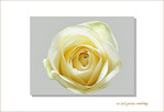 Rose blanche