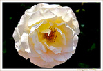 Blancheur de fleur