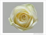 Rose blanche