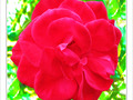 Amour ardent -- 30/09/09