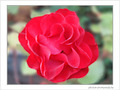 Rose rouge d'octobre -- 11/10/08