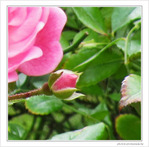 Rose espoir