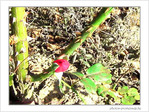 Rose rouge? �pines! -- 26/09/04