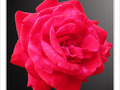 Rose pour f�te des m�res -- 09/05/10