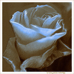 Rose Jaune