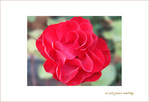 Rose rouge d'octobre
