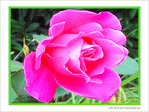 Rose rose -- 01/05/06