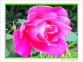 Rose rose -- 01/05/06