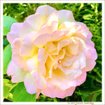 Rose Tendre