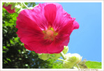 Au vent d'�t�