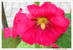 Rose en Robe de Cocktail 