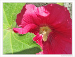 Rose timide -- 13/07/10