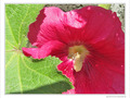 Rose timide -- 13/07/10