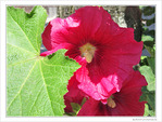 Roses timides -- 12/07/10