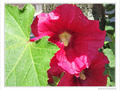 Roses timides -- 12/07/10
