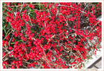 2014 voit F�vrier en Rouge