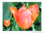 Tulipes et p�tales brillants -- 15/04/05