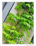 Coin vert