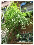 Quand le jardin est dans la rue