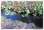 Fl�ne, petit ruisseau d'automne