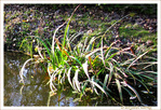 Au bord du ruisseau