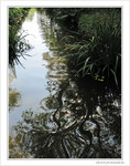 Arabesques sur ruisseau