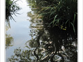Arabesques sur ruisseau -- 19/11/09