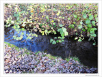 Fl�ne, petit ruisseau d'automne