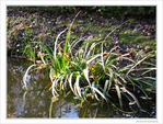 Au bord du ruisseau