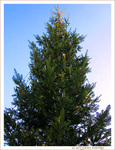 Sapin de No�l 2009