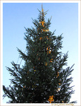 Sapin �toil�