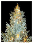 Sapin sous la neige d'argent
