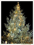 Sapin scintillant dans la nuit